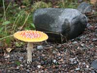 Ладога осень грибы