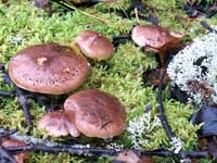 Ладога мох грибы