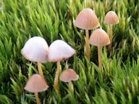 Ладога осенние грибы