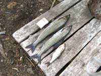 Рыбалка на Ладоге