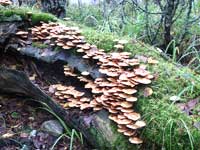 Ладога. Осенние грибы.