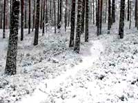 Ладога зимой в лесу