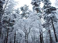 Ладога зимой лес